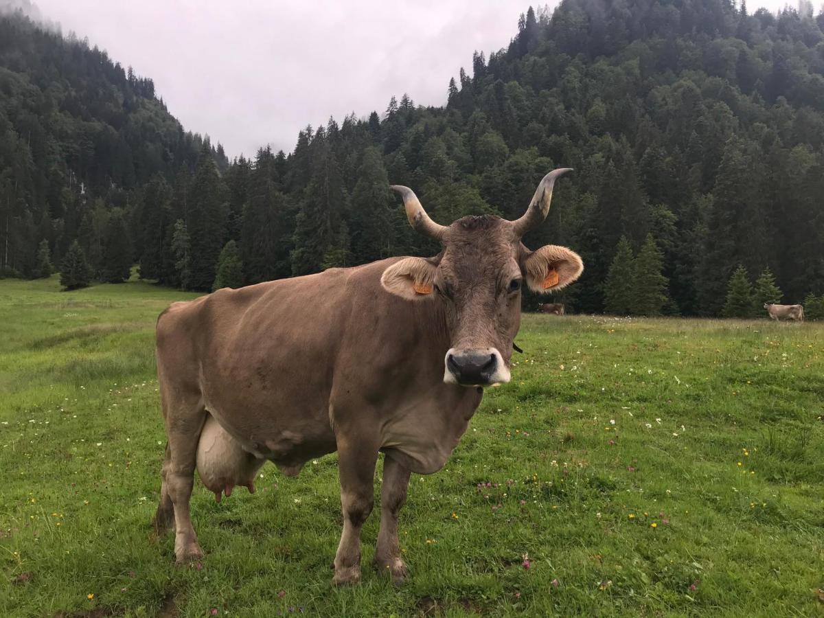 Kleine Ferienwohnung Am Rande Der Wildnis Sibratsgfäll Buitenkant foto